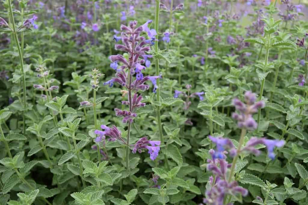 Nepeta 'Six Hills Giant' ---
